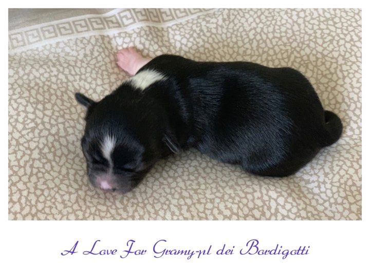 A love for gramy-pl Dei Bordigotti