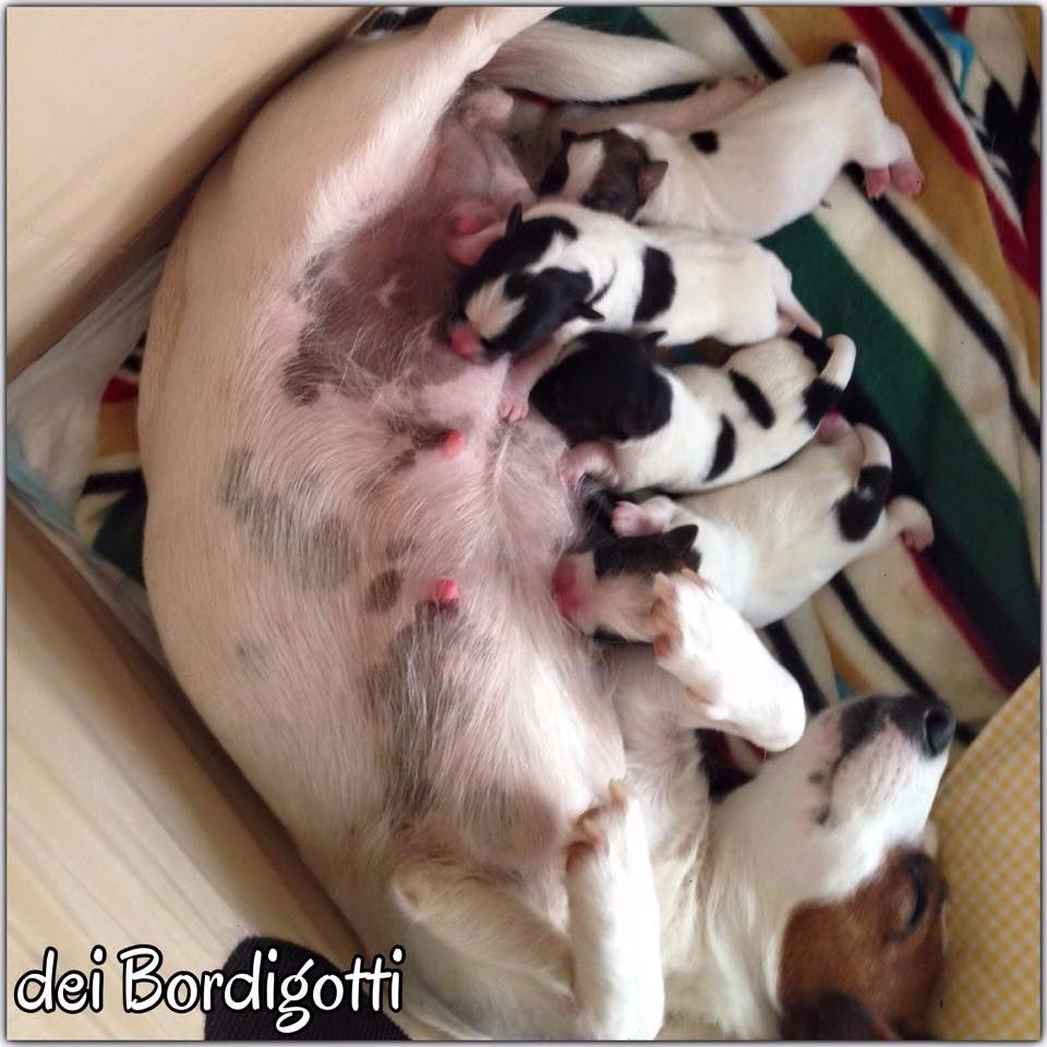 Dei Bordigotti - Jack Russell Terrier - Portée née le 07/03/2015