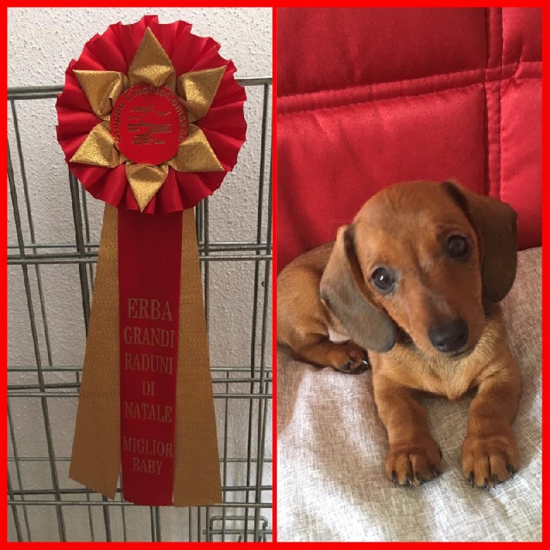Monetina junior wonderful red Dei Bordigotti