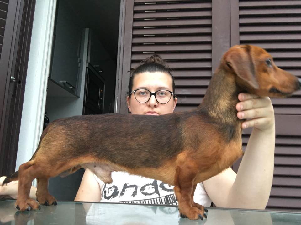 CH. Bordigotto willy red dappled magnificent boy nc Dei Bordigotti