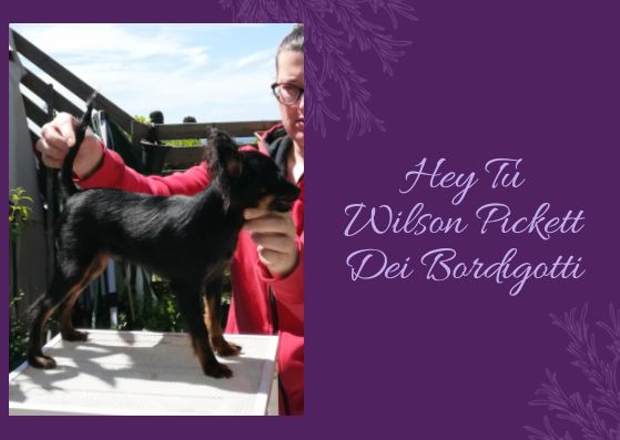 Hey tu wilson pickett Dei Bordigotti