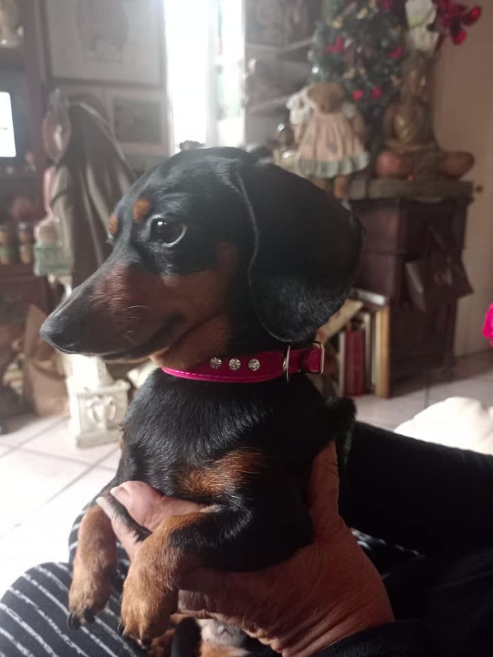 Black beauty matilda bordigotta Dei Bordigotti