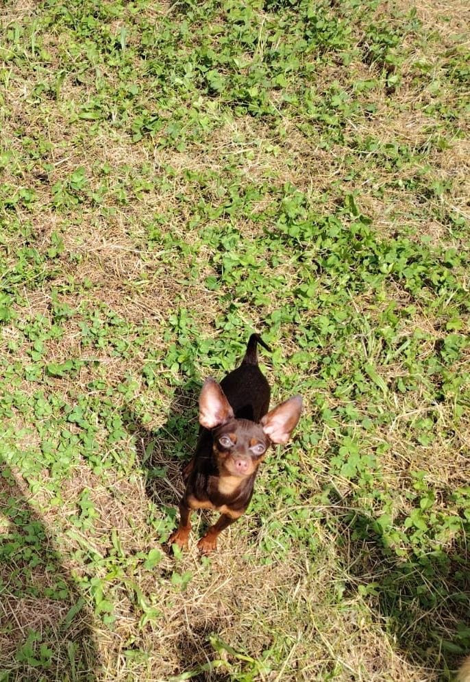 Aures Giotto Infinito (Sans Affixe)