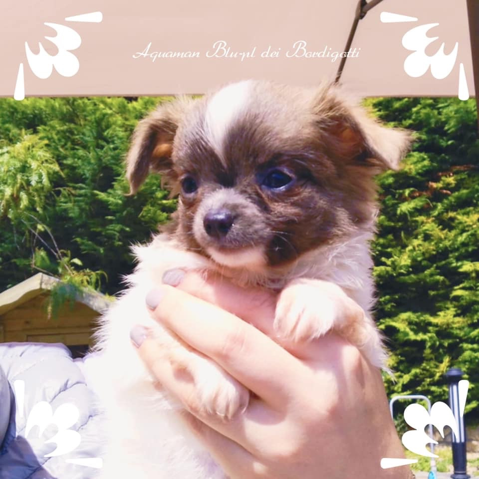 Aquaman Blu-pl Dei Bordigotti