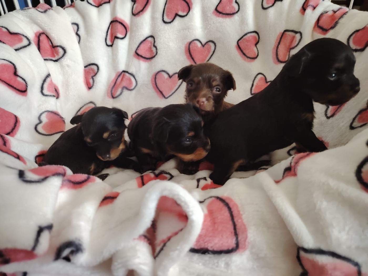 Dei Bordigotti - Chiots disponibles - Russkiy Toy (Petit Chien Russe)