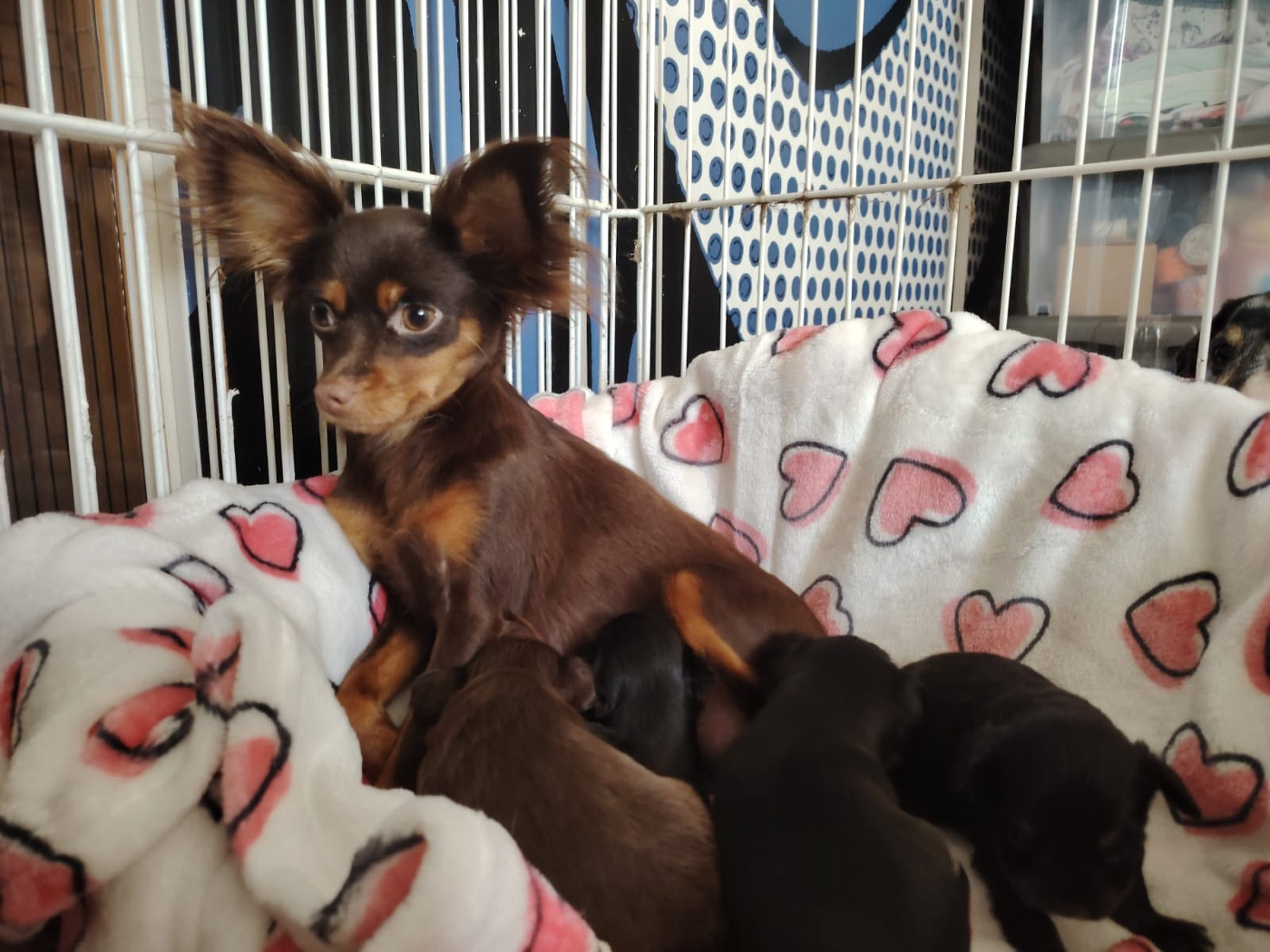 Dei Bordigotti - Russkiy Toy (Petit Chien Russe) - Portée née le 16/12/2025