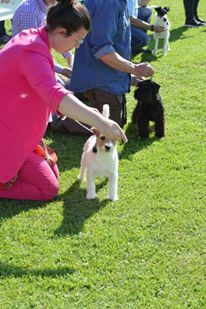 Dei Bordigotti - Jack Russell Terrier - Portée née le 22/09/2016