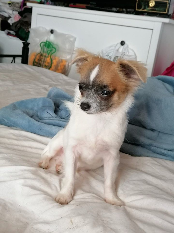 AQUAMAN BLU-PL DEI BORDIGOTTI