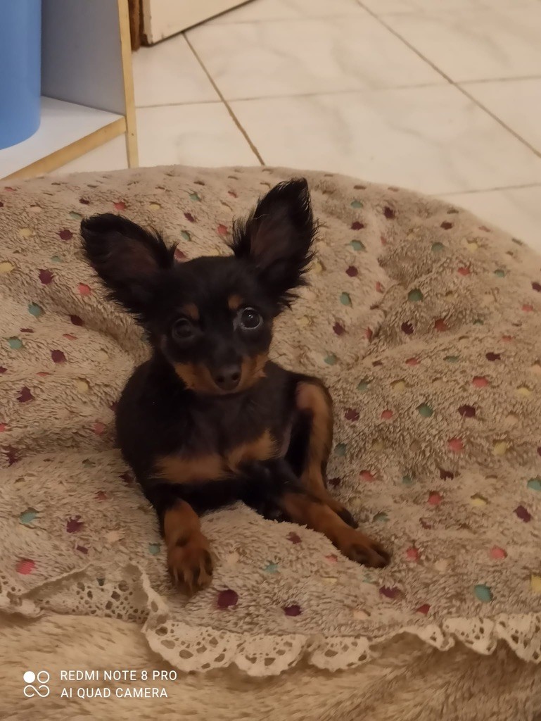 Dei Bordigotti - Russkiy Toy (Petit Chien Russe) - Portée née le 07/12/2021