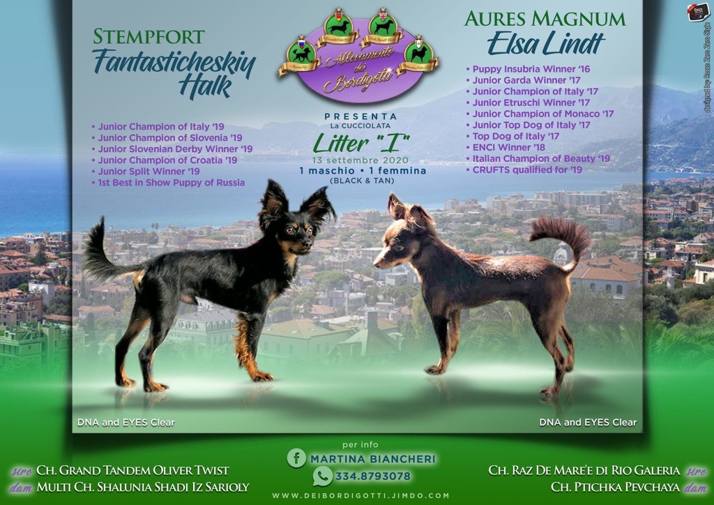 Dei Bordigotti - Russkiy Toy (Petit Chien Russe) - Portée née le 13/09/2020