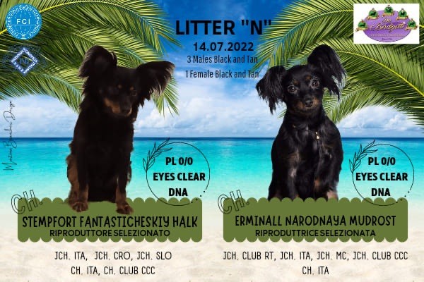 Chiot Russkiy Toy (Petit Chien Russe) Dei Bordigotti